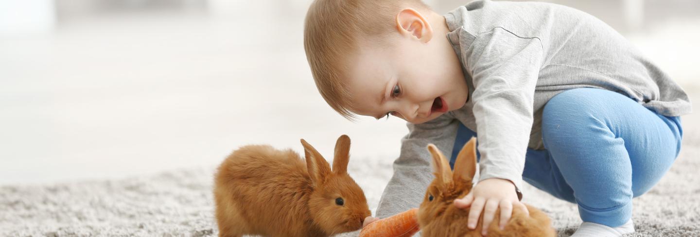 pet shop rabbit price